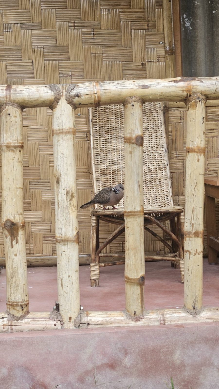 A small bird perched on a bamboo veranda chair &mdash; a quiet image of a different way of being in the world