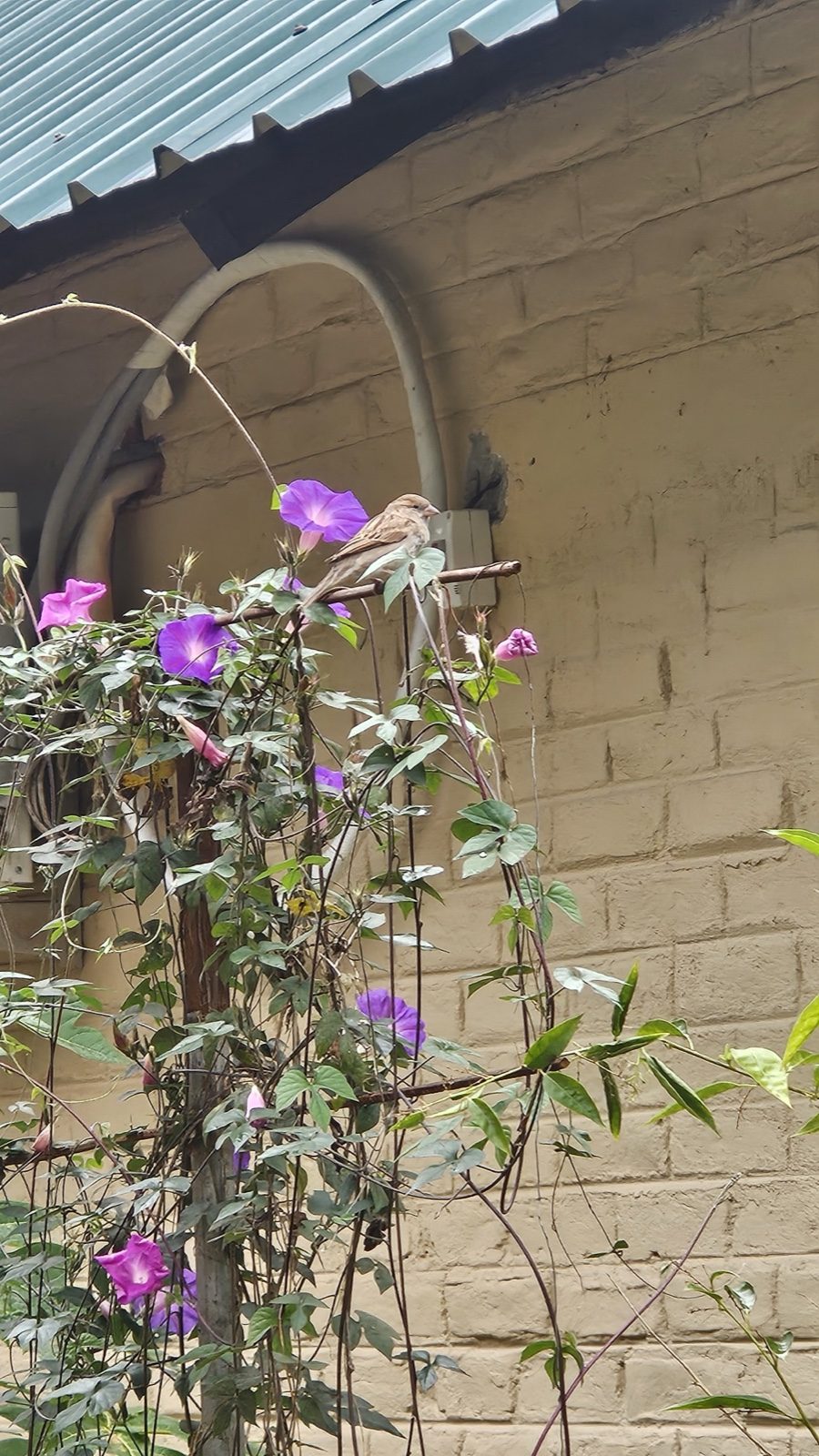 A small bird perched next to purple morning-glory flowers on a quiet wall &mdash; an image of belonging on one&rsquo;s own terms